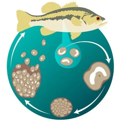 thumbnail for publication: Ichthyophthirius multifiliis (White Spot) Infections in Fish